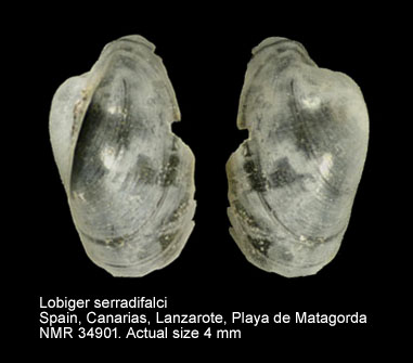 Lobiger serradifalci.jpg - Lobiger serradifalci(Calcara,1840)